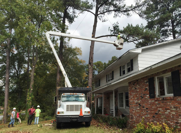 Manchester, KY Tree Care Company