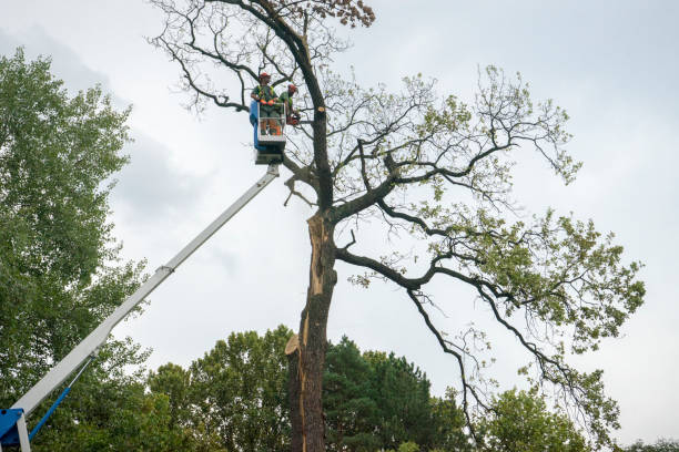 Best Tree Disease Treatment  in Manchester, KY