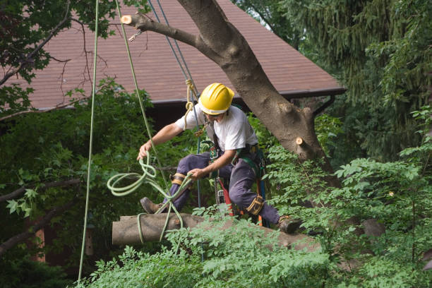  Manchester, KY Tree Care Pros