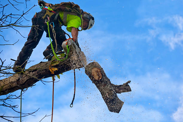 Best Utility Line Clearance  in Manchester, KY